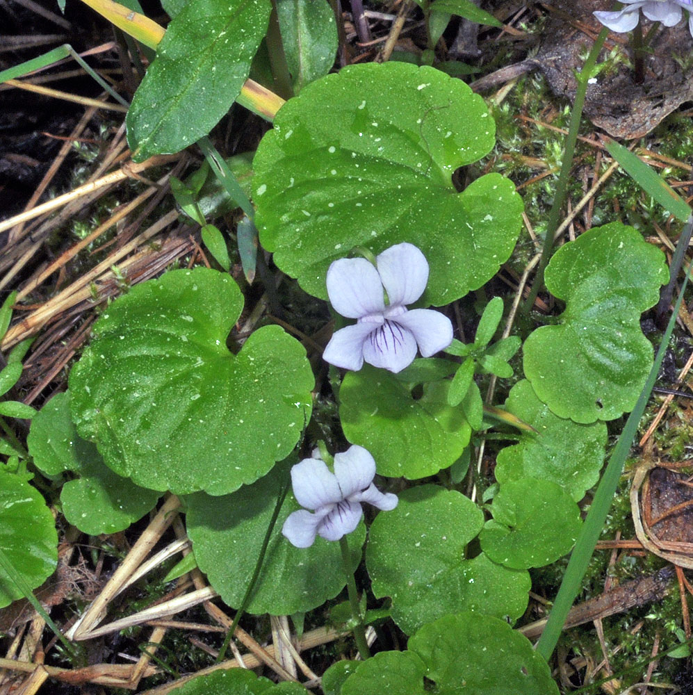 Flora of Eastern Washington Image: Viola palustris