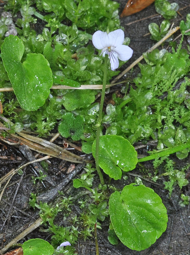 Flora of Eastern Washington Image: Viola palustris