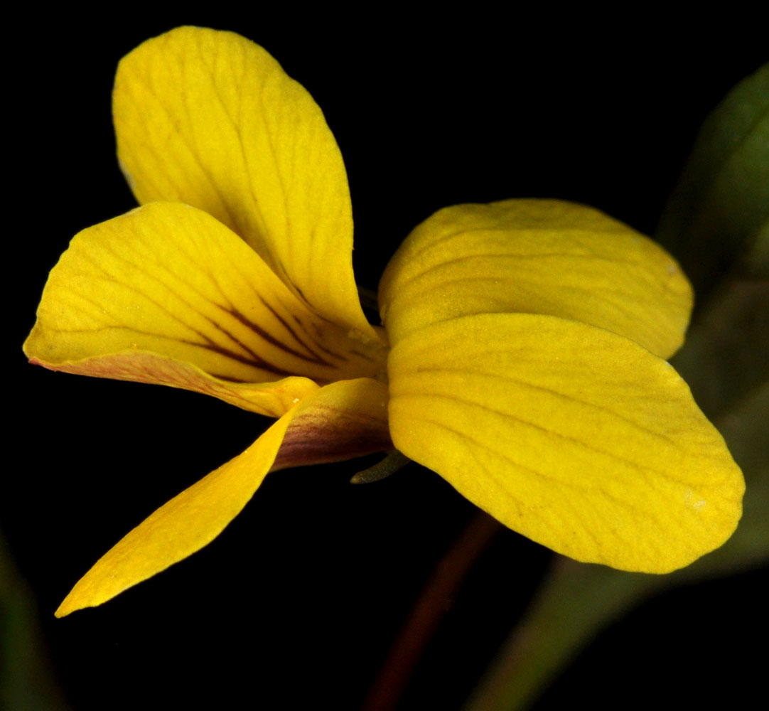 Flora of Eastern Washington Image: Viola purpurea