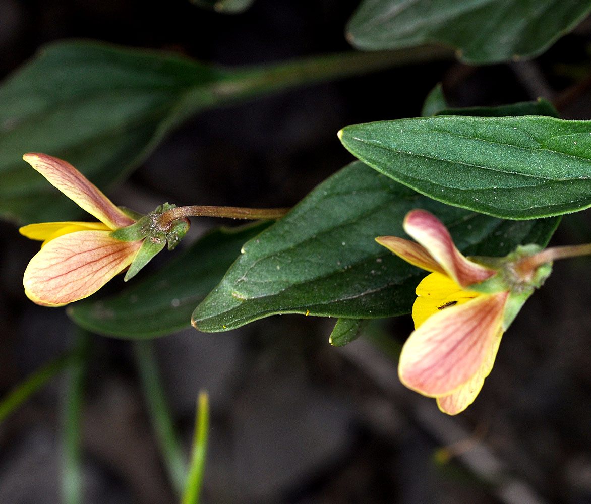 Flora of Eastern Washington Image: Viola purpurea