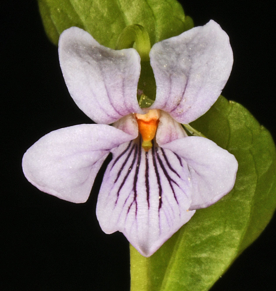 Flora of Eastern Washington Image: Viola renifolia