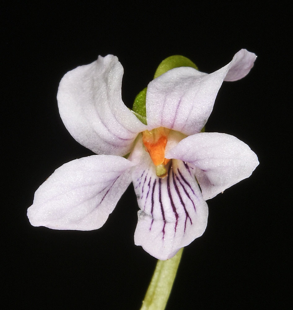 Flora of Eastern Washington Image: Viola renifolia