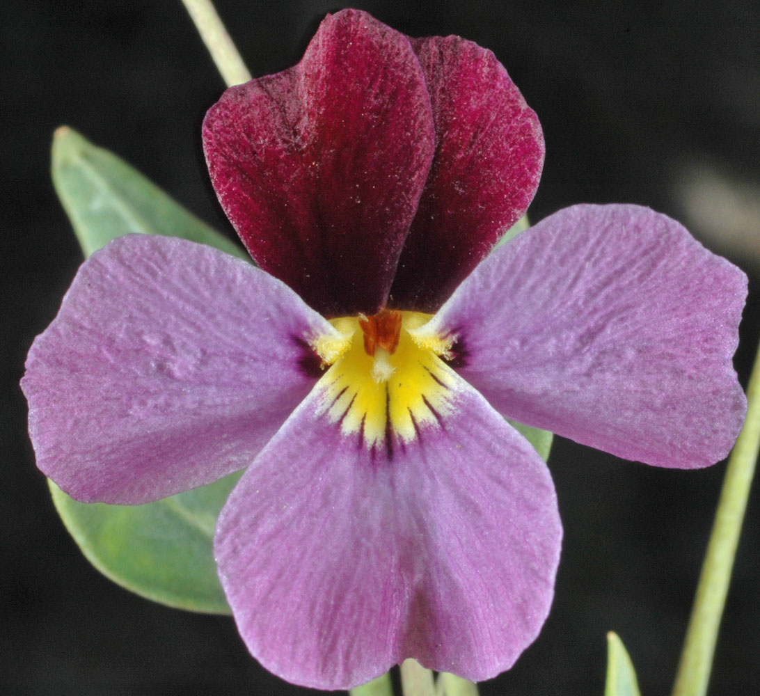 Flora of Eastern Washington Image: Viola trivervata