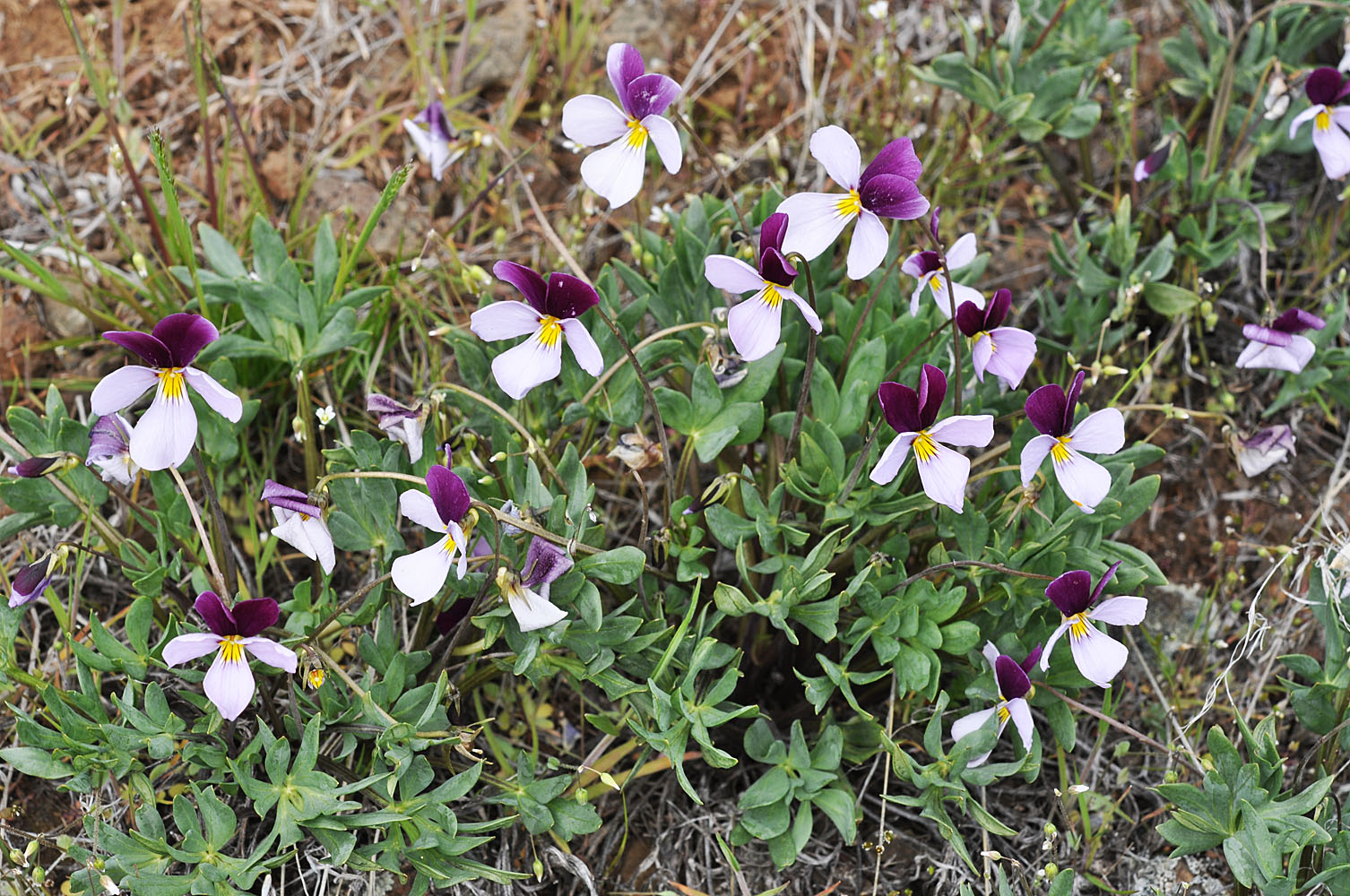 Flora of Eastern Washington Image: Viola trivervata