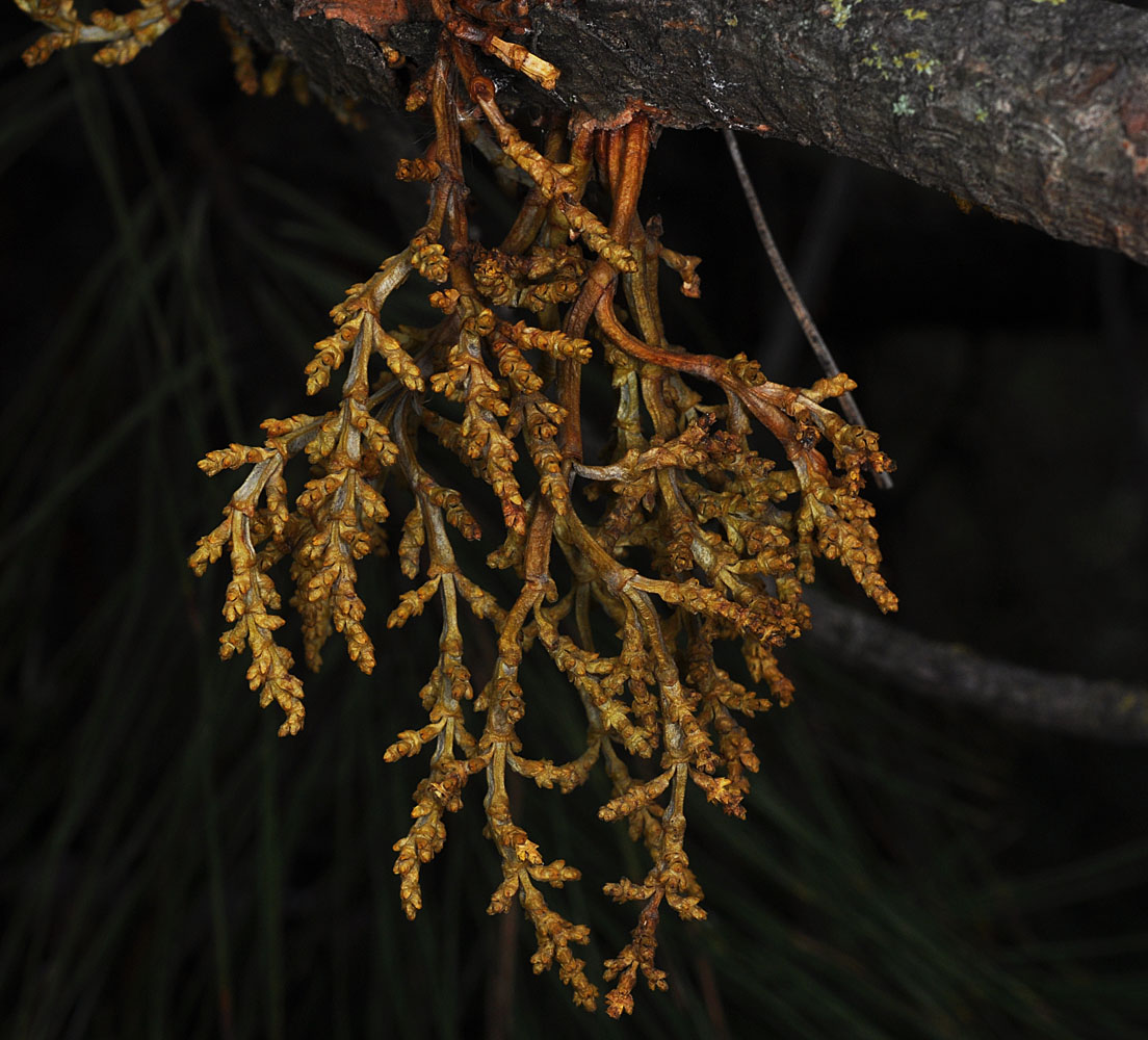 Flora of Eastern Washington Image: Arceuthobium campylopodum