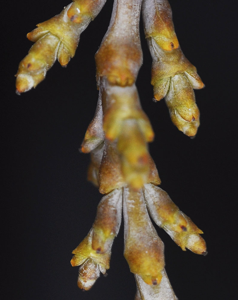 Flora of Eastern Washington Image: Arceuthobium campylopodum