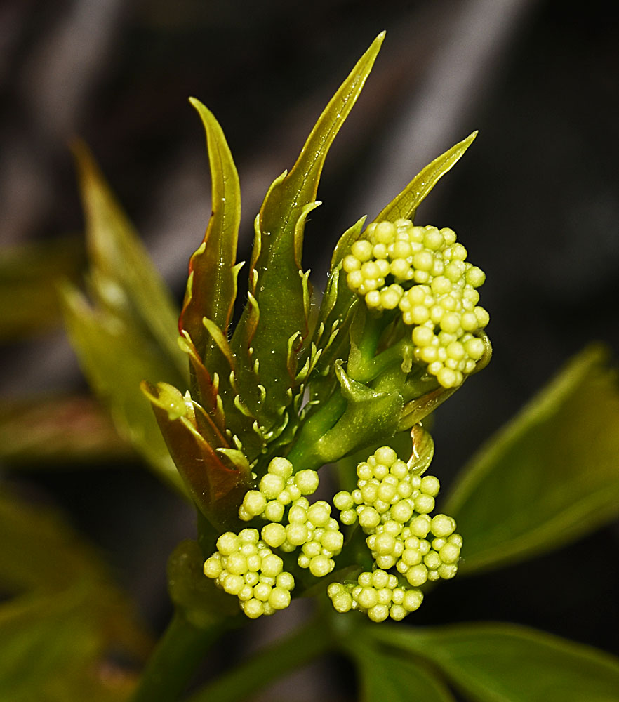 Flora of Eastern Washington Image: Parthenocissus vitacea