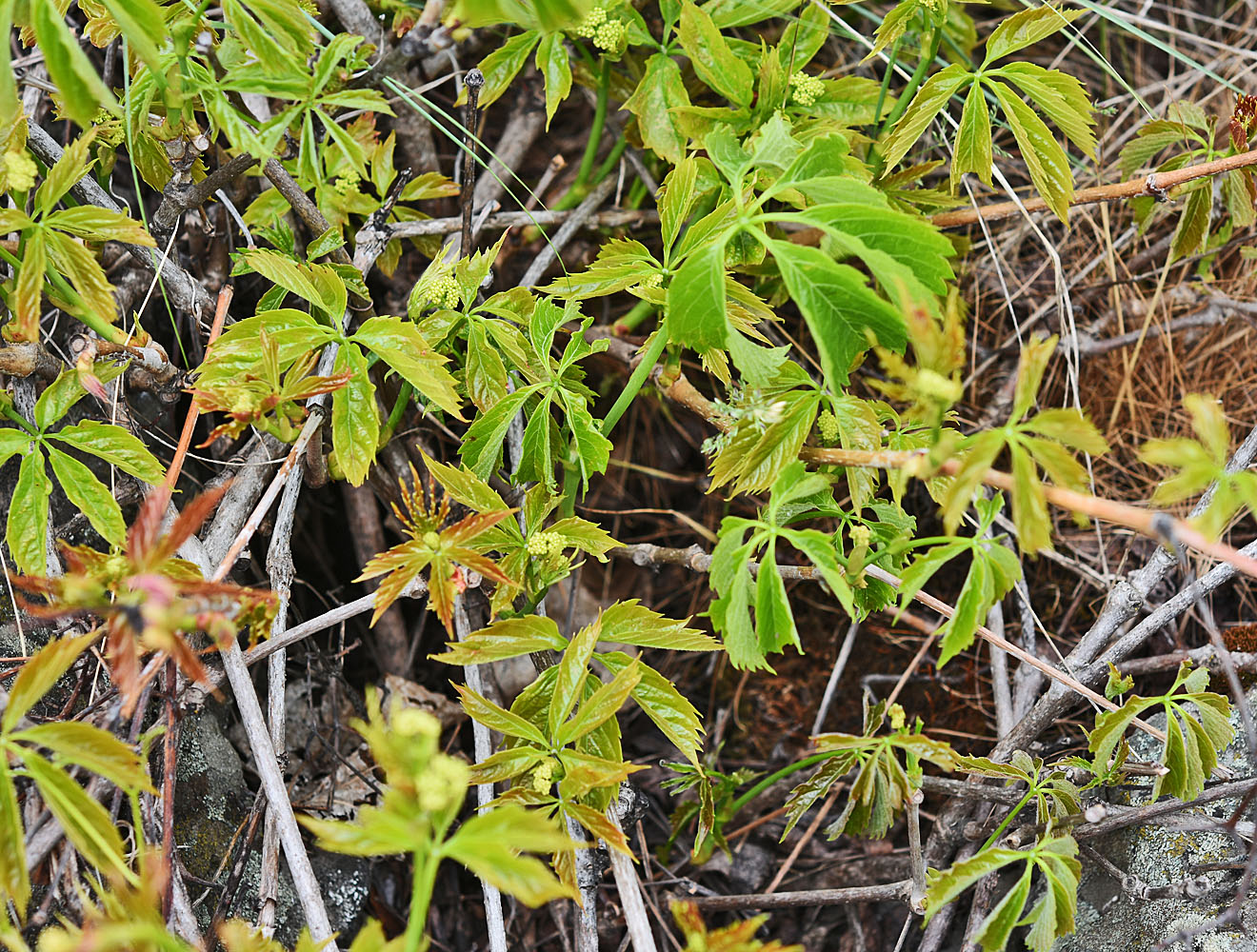 Flora of Eastern Washington Image: Parthenocissus vitacea