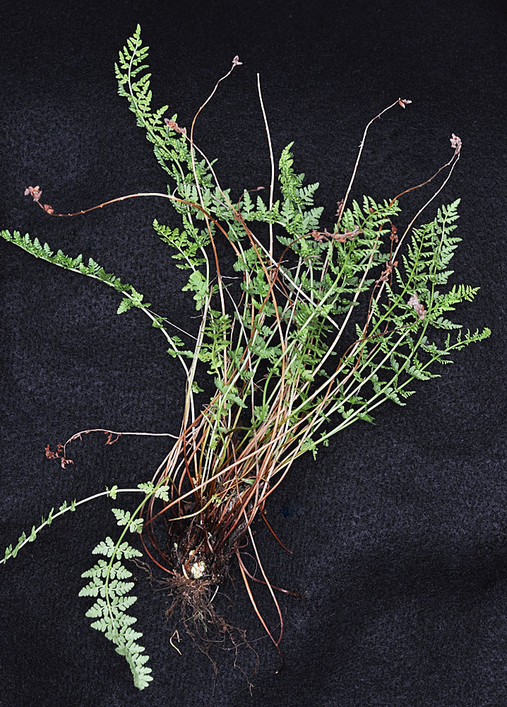 Flora of Eastern Washington Image: Woodsia oregana