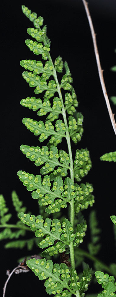 Flora of Eastern Washington Image: Woodsia oregana