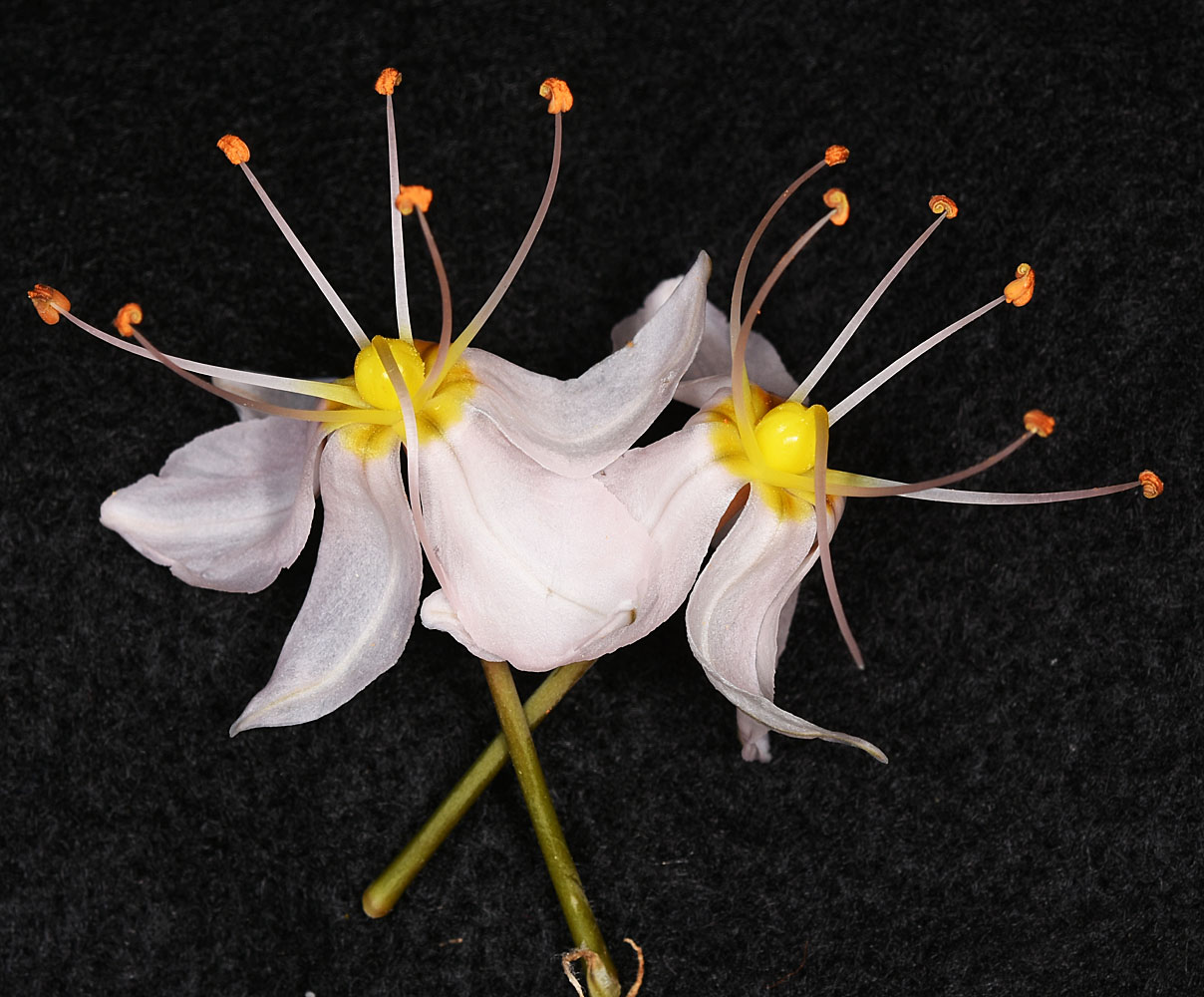 Flora of Eastern Washington Image: Asphodelus macrocarpus