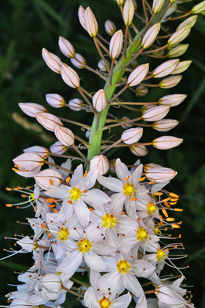 Flora of Eastern Washington Image: Asphodelus macrocarpus