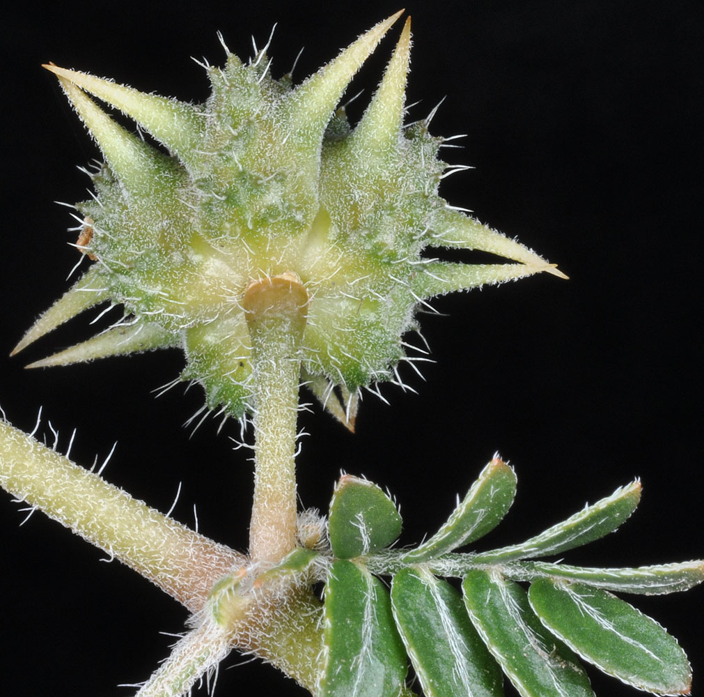 Flora of Eastern Washington Image: Tribulus terrestris