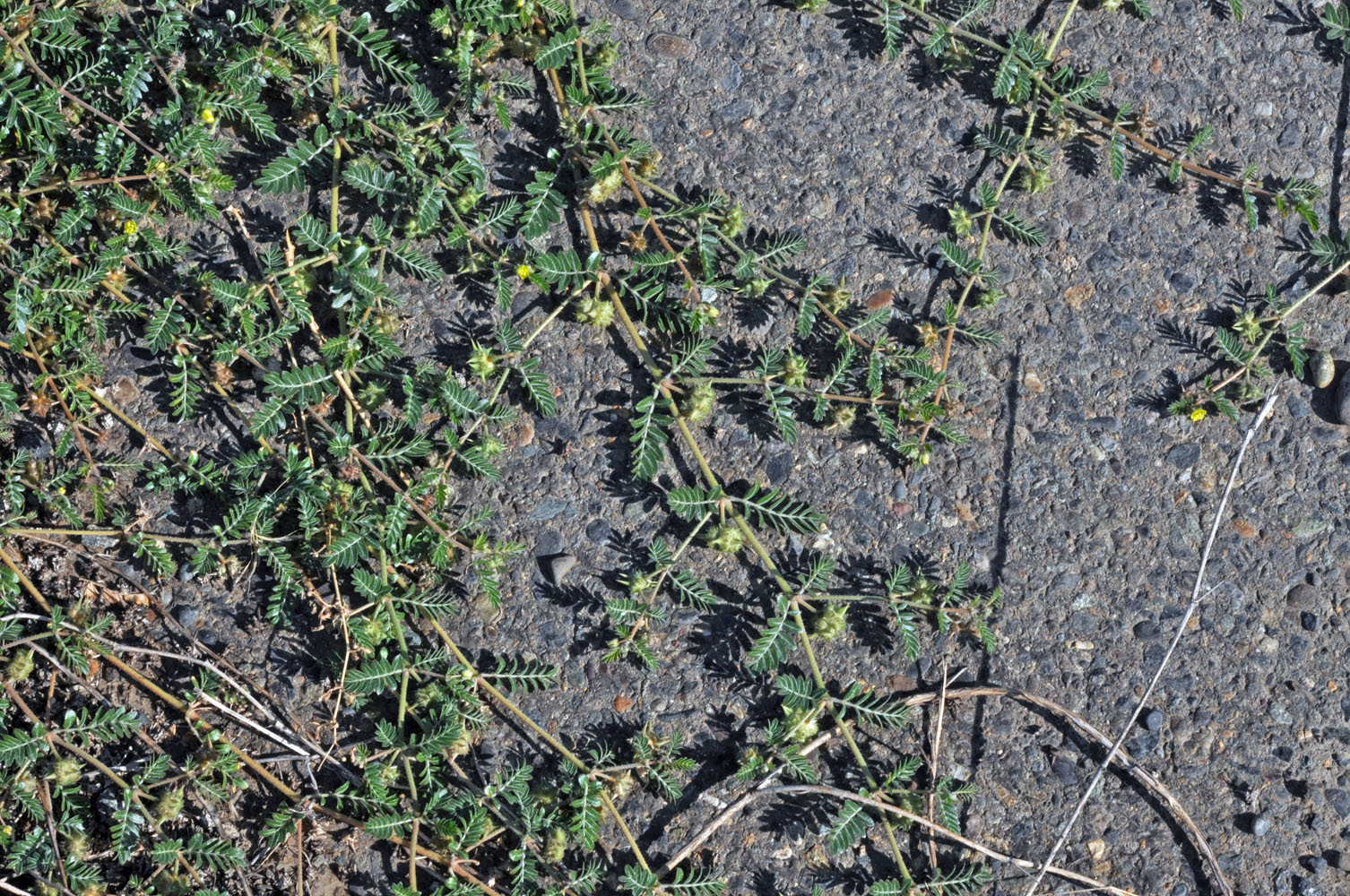 Flora of Eastern Washington Image: Tribulus terrestris