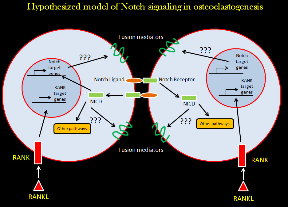 Notch signaling in pre-OCs