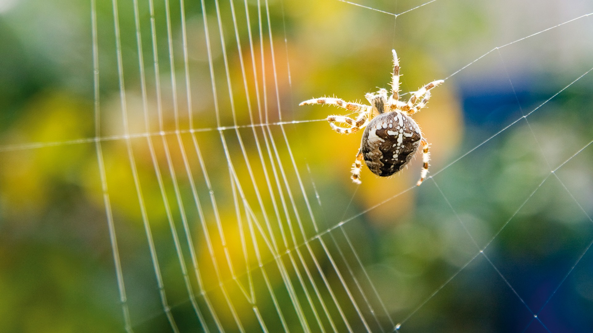 Close up detail of a European garden spider spinning a web, taken on September 14, 2008. (Photo by Chris George/Digital Camera Magazine/Future via Getty Images)